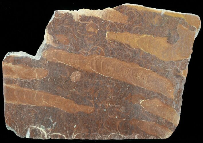 Polished Stromatolite (Jurusania) From Russia - Million Years #57550
